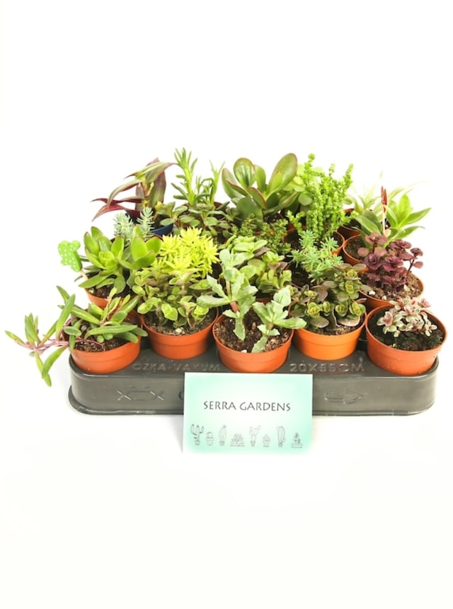 Serra Gardens 12 Adet Farklı Cins Sedum Sukulent Mix Set
