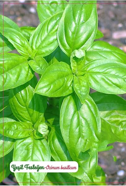 Agrodal Tarım Yeşil Fesleğen Geniş Yaprak Çiçeği Tohumu 1000 Adet Tohum