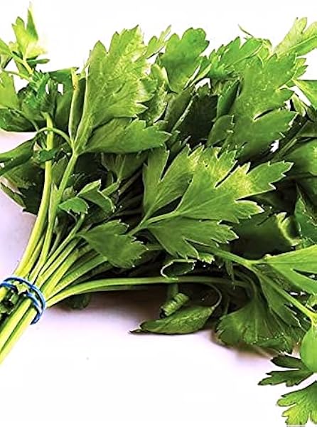 AGRODAL TARIM Ata Tohumu Yerli Maydanoz 2500 Tohum