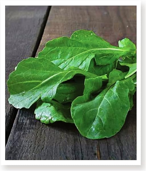 AGRODAL TARIM Ata Tohumu Yerli Roka Nuran 2000 Adet Tohum