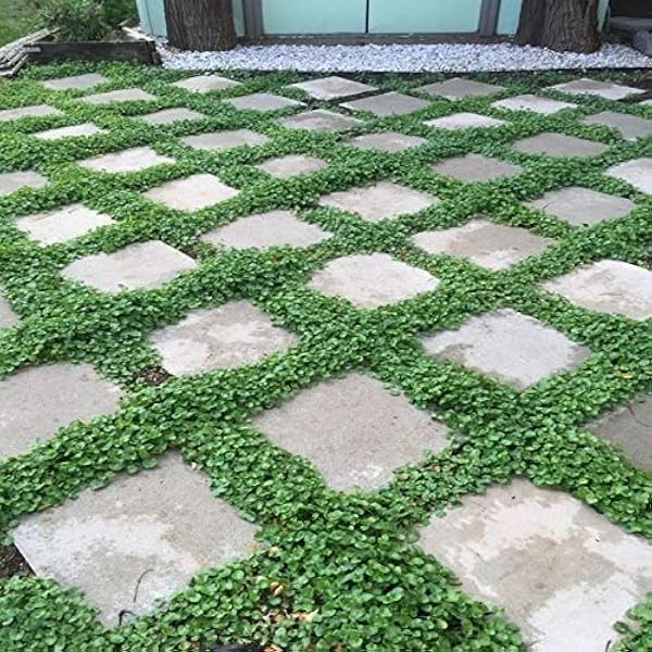 Dona Dayanıklı Dichondra Repens Fare Kulağı Tohumu(1000 gram)