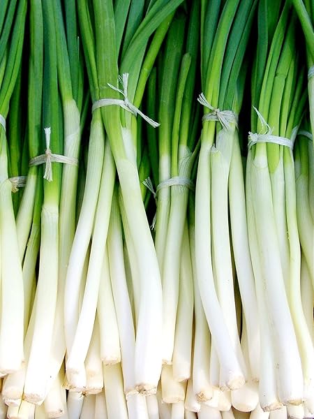 Erdem Garden Yerli Yeşil Soğan Tohumu Zümrüt 100 Ad. Tohum