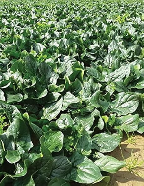 AGRODAL TARIM Ata Tohumu Yerli Ispanak Tohumu 500 Adet Tohum