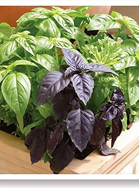 AGRODAL TARIM Ata Tohumu Yerli Mor Reyhan Turan 1000 Adet Tohum