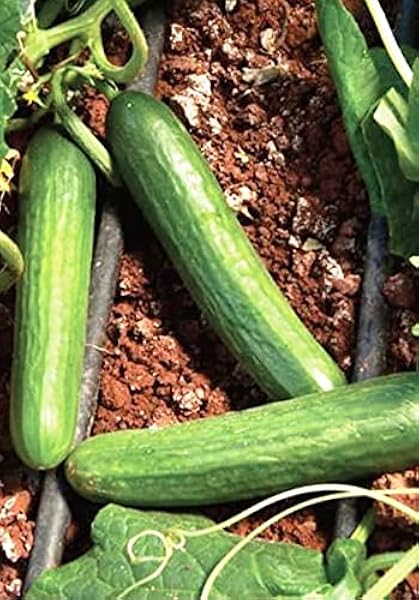 AGRODAL TARIM Ata Tohumu Aranan Reyha Yerli Hıyar Tohumu 100 Adet Tohum