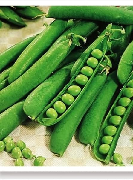 AGRODAL TARIM Ata Tohumu Yerli Bezelye 50 Adet Tohum