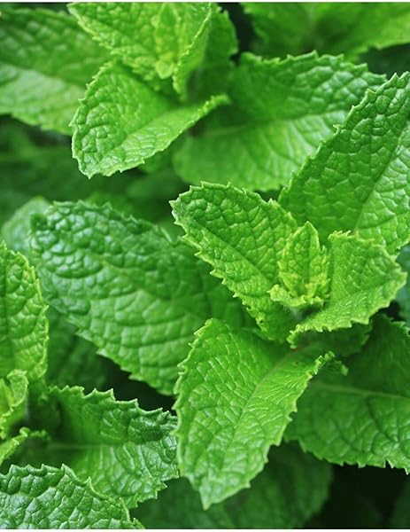 AGRODAL TARIM ATA TOHUMU YERLİ ANADOLU NANESİ 0.1 GRAM TOHUM